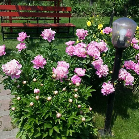 Guest house Delia 3*